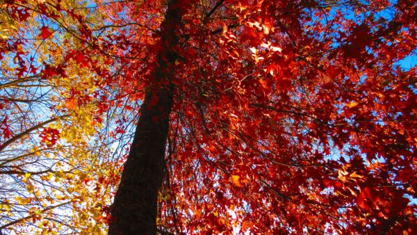 quercia rossa