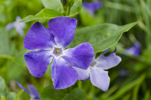 Pervinca